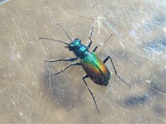 Cicindela scutellaris scutellaris