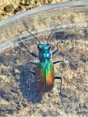 Cicindela scutellaris scutellaris