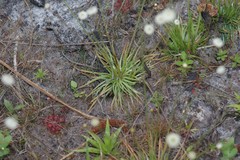 Syngonanthus flavidulus image