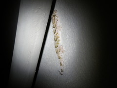 Chondrodactylus bibronii