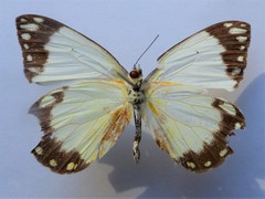 Belenois creona