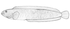 Dybowsky's Blenny photo 2