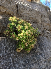 Perityle quinqueflora