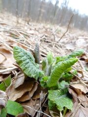 Primula elatior
