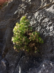 Perityle quinqueflora