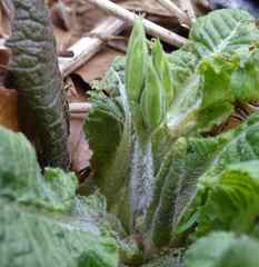 Primula elatior