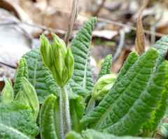 Primula elatior