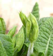 Primula elatior