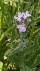 Matthiola parviflora