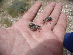 Larinus onopordi