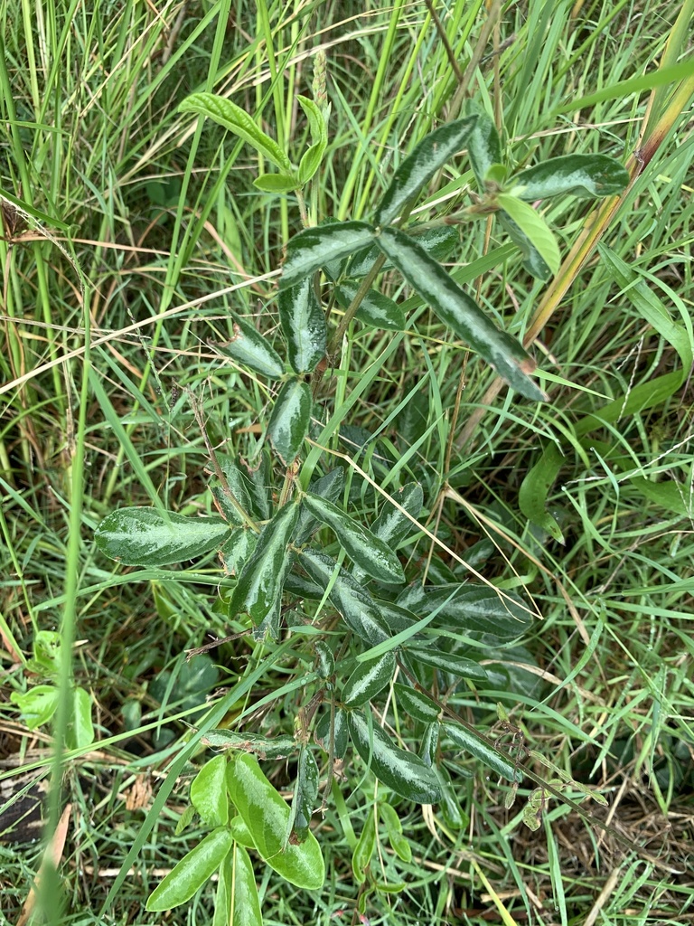 creeping beggarweed from Whimbrel Street, Port of Brisbane, QLD, AU on ...