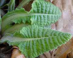Primula elatior