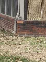 Sciurus carolinensis