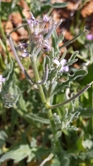 Matthiola parviflora