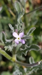 Matthiola parviflora