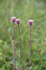 Erigeron uniflorus
