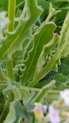 Matthiola parviflora