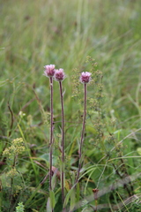 Erigeron uniflorus