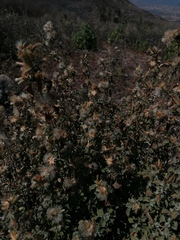 Baccharis conferta