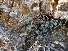 Argyrochosma microphylla