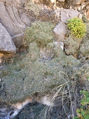 Selaginella mutica