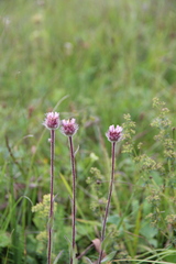 Erigeron uniflorus