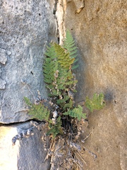 Myriopteris windhamii