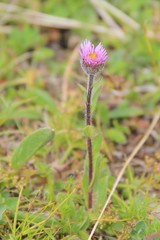 Erigeron uniflorus