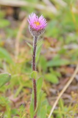 Erigeron uniflorus