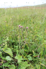 Erigeron uniflorus