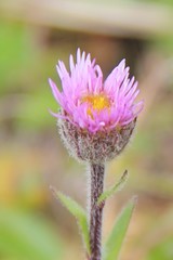 Erigeron uniflorus