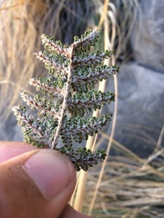 Myriopteris windhamii