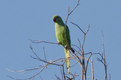 Psittacula krameri