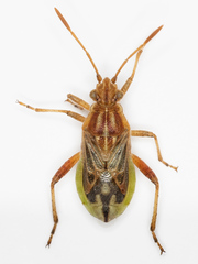 Stictopleurus pictus