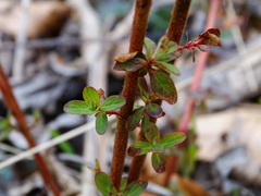 Hypericum hirsutum