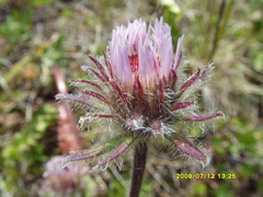 Erigeron caucasicus venustus