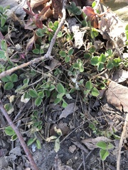 Medicago lupulina
