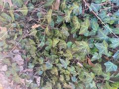 Hedera helix