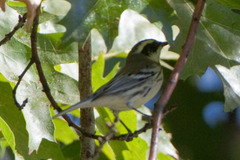 Setophaga nigrescens