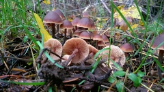 Macrocystidia cucumis