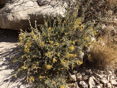 Ericameria nauseosa texensis