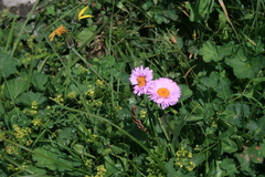 Erigeron caucasicus venustus
