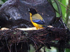 Anisognathus notabilis