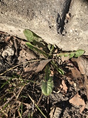 Taraxacum officinale