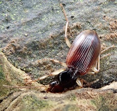 Paranchus albipes