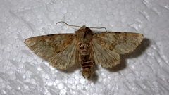 Apamea platinea