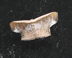 Tessarotis rubrata