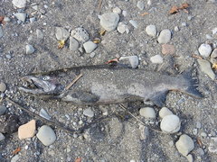 Oncorhynchus tshawytscha