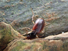 Paranchus albipes