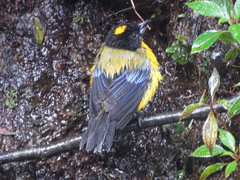 Anisognathus notabilis